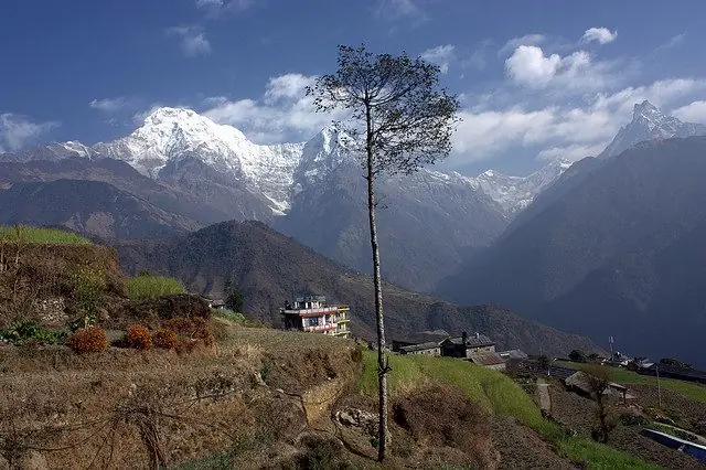 Annapurna range behind a lone tree and a hillside lodge