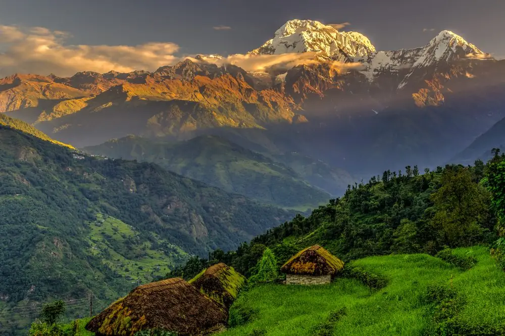Annapurna South glowing gold at sunrise above green terraced hills