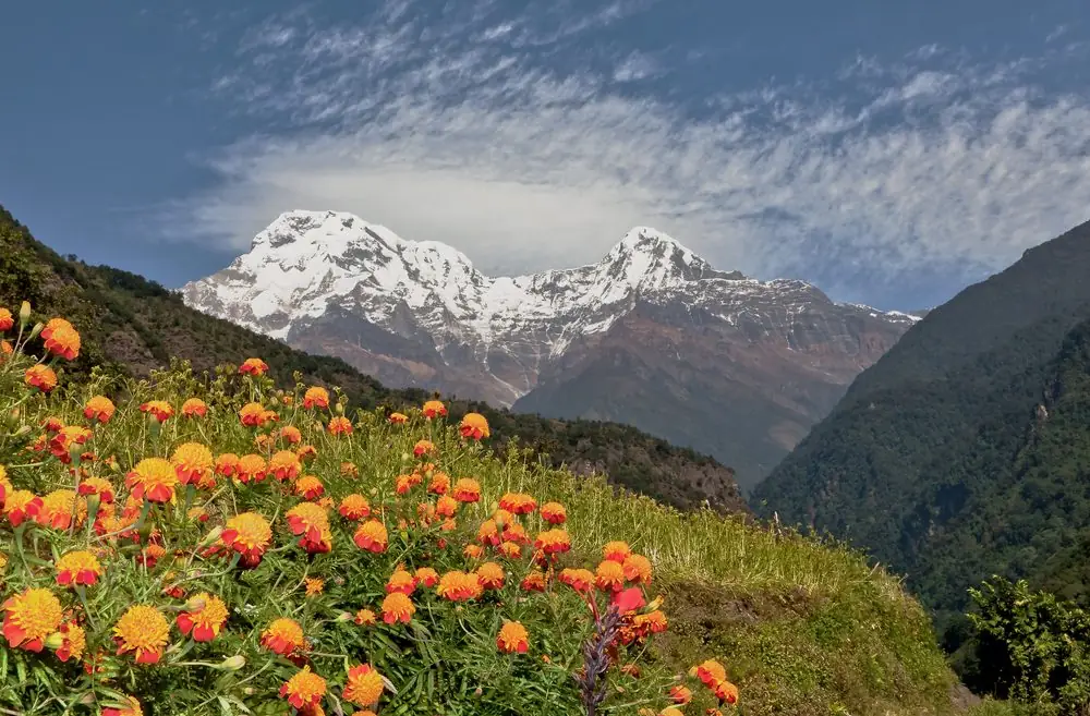 Orange wildflowers on a hillside with Annapurna South beyond