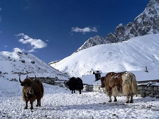Yaks standing in snow beside stone huts in the Gokyo valley