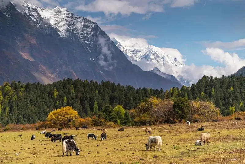 Yaks grazing in an autumn meadow below a forested Himalayan valley