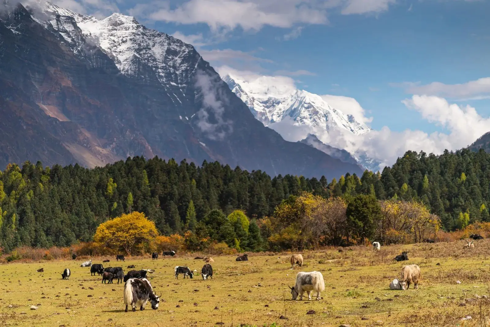Yaks grazing in an autumn meadow below a forested Himalayan valley